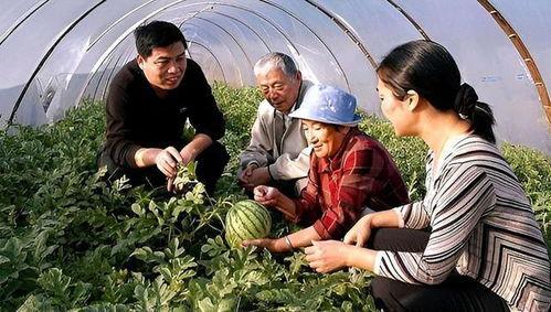 吃瓜研究人,吃瓜群众视角下的生活哲学探析