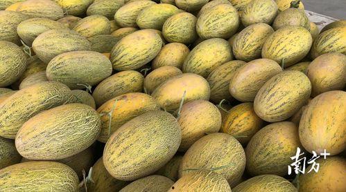 线瓜咋吃,探索美味与健康的完美结合