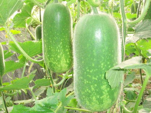 4449499吃瓜,揭秘吃瓜群众的狂欢盛宴