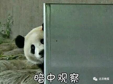 可爱熊猫吃瓜表情包,萌态可掬，欢乐无限