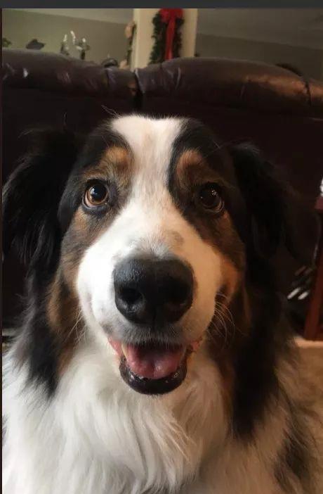 吃瓜狗瓜视频,揭秘娱乐圈幕后故事