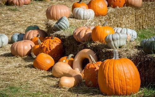 吃瓜群众关于南瓜,从田间到餐桌的甜蜜蜕变