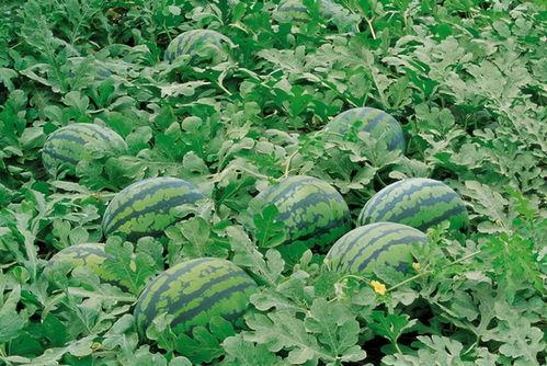 水粉吃瓜视频大全,趣味横生的视觉盛宴