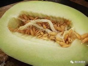 我问你吃瓜能过敏