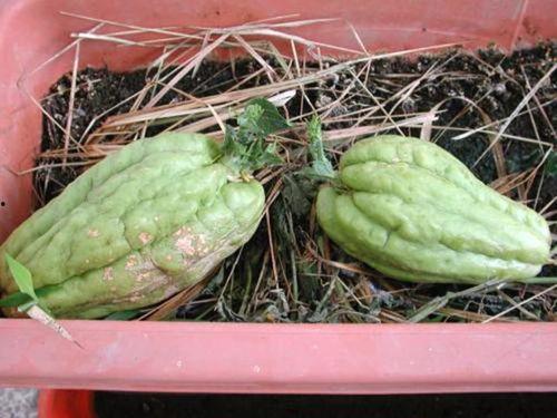 肠癌吃高瓜好吗,高瓜是否适宜？