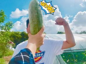 吃瓜网红跳舞,网络热度飙升