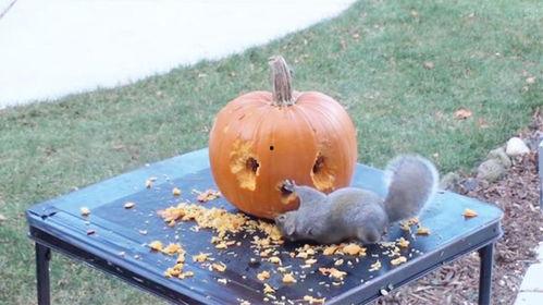 松鼠可以吃瓜吗,探索它们对瓜果的喜爱