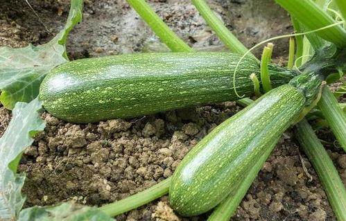 结瓜可以吃吗,探索自然馈赠的绿色美食
