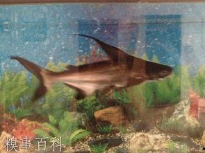 吃瓜小鲨鱼图片高清,吃瓜小鲨鱼的趣味瞬间