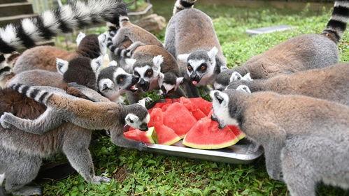 动物们都吃瓜,揭秘各种动物们的瓜食生活