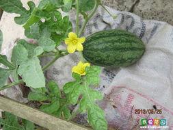 国内最大免费吃瓜平台