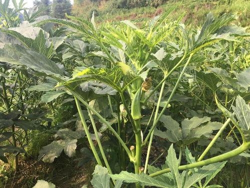 三姐吃瓜系统,揭秘娱乐圈幕后故事