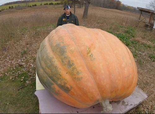 道具 吃瓜到变形,见证奇特的美食魔法