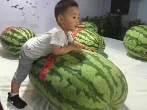 婴儿吃瓜大事件,一场关于婴儿口感的甜蜜冒险