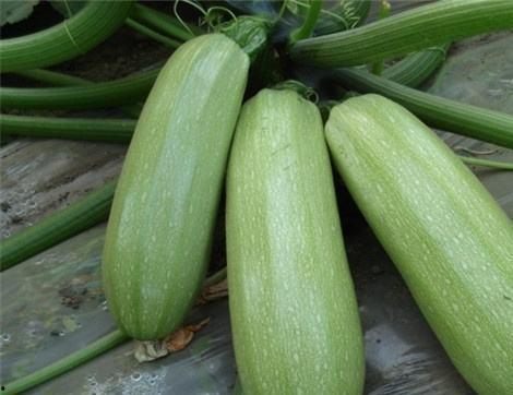 神仙吃瓜有什么好处