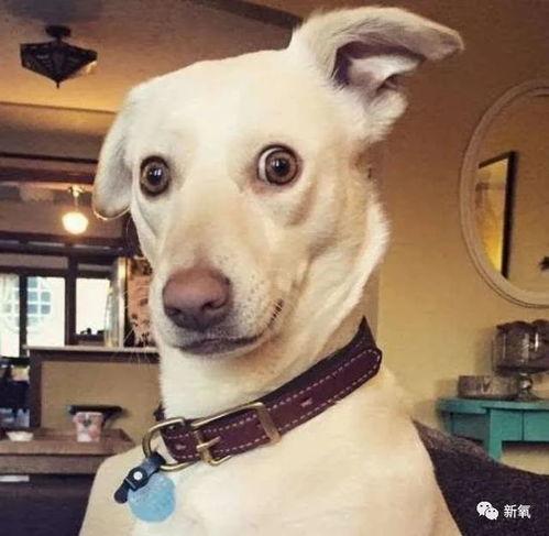 狗吃瓜的头像,趣味横生的吃瓜瞬间