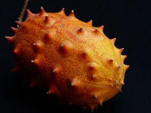 如何形容吃刺角瓜,舌尖上的独特风味探索