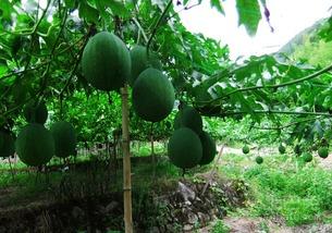 吃吊瓜会黑吗,皮肤会变黑吗？揭秘吊瓜的食用真相