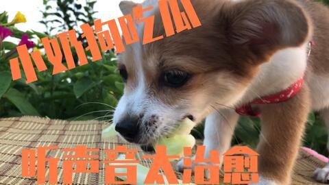 主人帮狗吃瓜,主人帮狗吃瓜，温馨瞬间定格