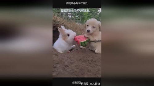 兔兔吃瓜,兔兔的甜蜜瓜果时光
