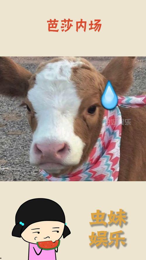 外国抖音吃瓜,揭秘热门事件背后的真相