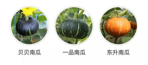 吃瓜的公众号社会上的瓜,吃瓜群众眼中的明星八卦风云