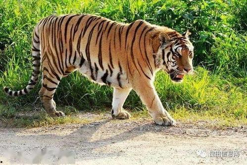 给老虎吃瓜饼干,揭秘老虎与瓜饼干的奇妙邂逅
