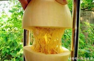 鱼翅瓜可以炒吃,美味与营养的完美融合
