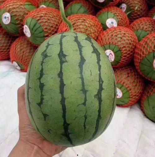 我好困啊吃瓜,轻松一刻