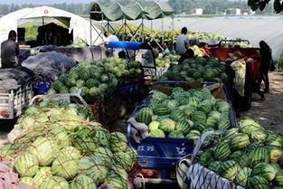台前大市场吃瓜,瓜果飘香，人间烟火气